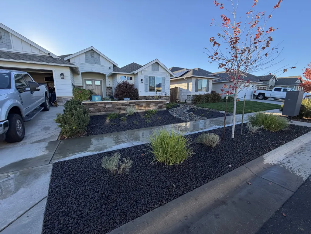 Front yard with black lava rock beds, ornamental grasses and new shade tree