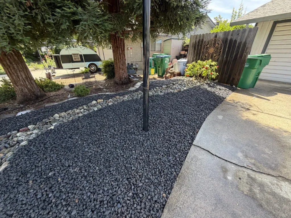 Backyard black rock ground cover with river rock border under redwoods