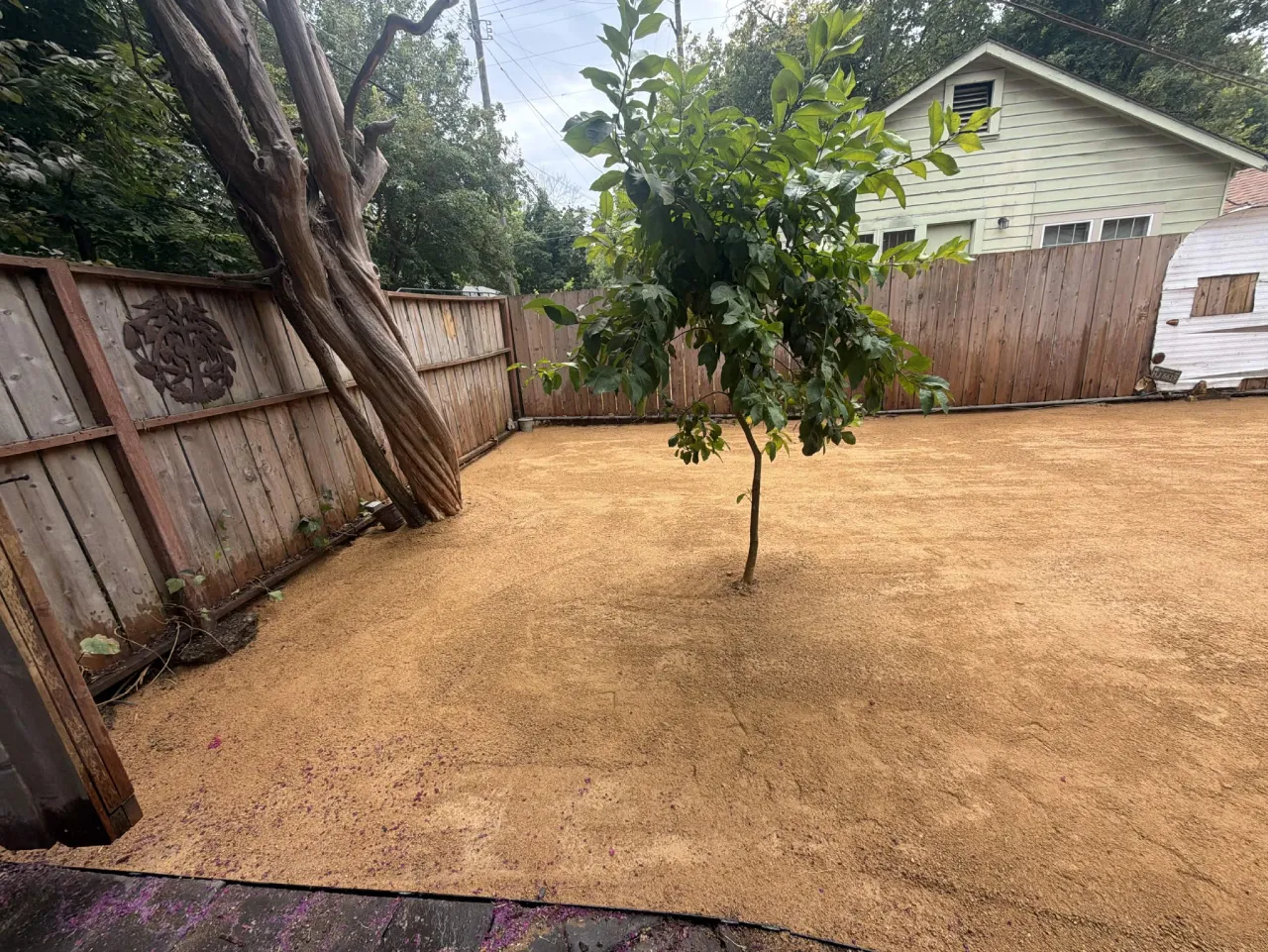 Backyard graded and prepped with decomposed granite around a young citrus tree
