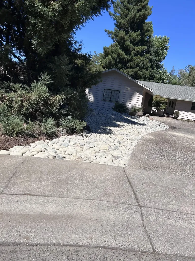 Front yard white river rock bed curving along a driveway with mature evergreens
