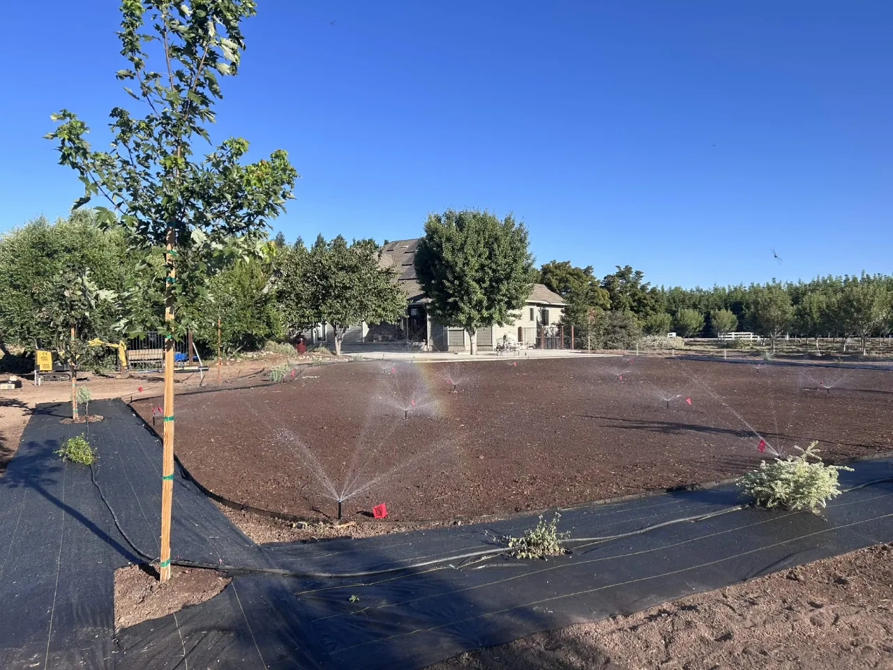 Pop-up sprinklers watering a graded lawn area with new shade tree and drip lines to shrub beds