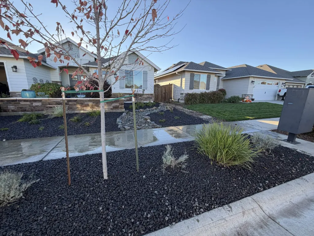 Front yard with staked shade trees, lawn and lava rock beds